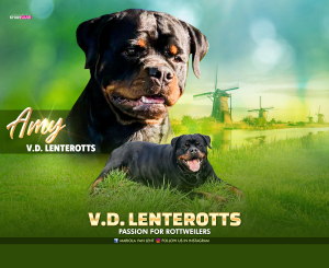 Van de Lenterotts, Bert van Lent