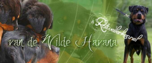 Wilde Havana